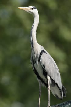 Portrait of a grey heron