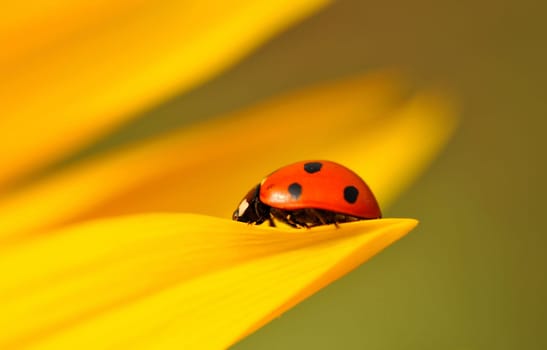In the garden...