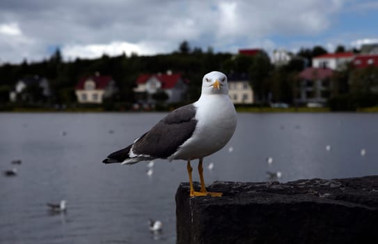 Gull