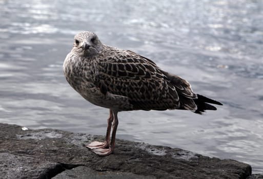 Gull