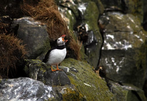Puffin