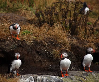 Puffin