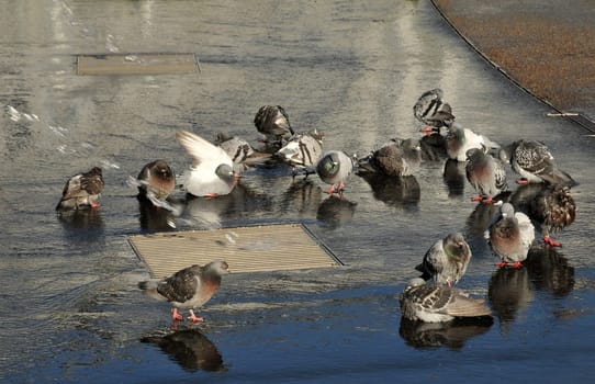 Feather care in the morning...