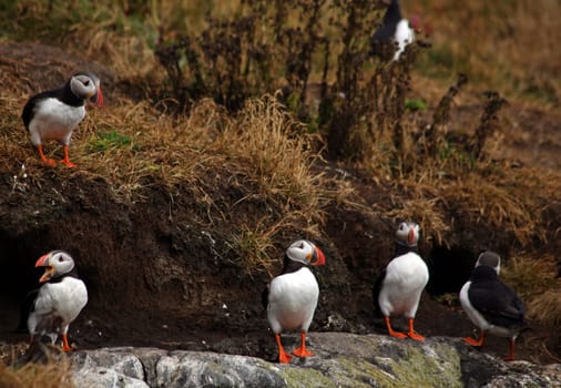 Puffin