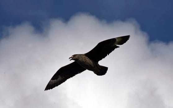 Great skua