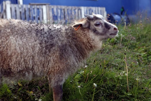 Sheep