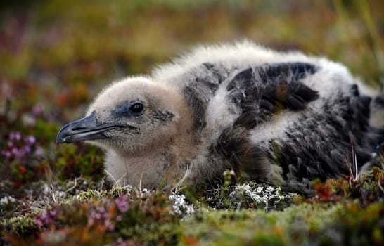 Skua chick