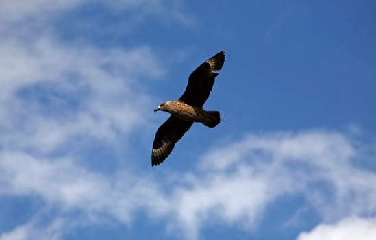 Great skua
