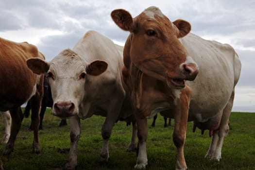 Cows