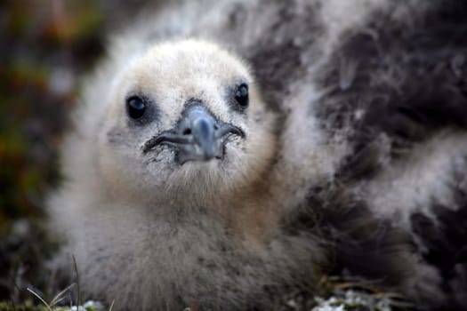 Skua chick