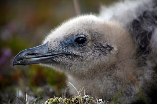 Skua chick