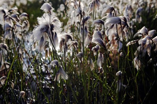Cotton grass