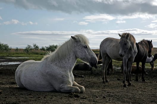 Icelandic horse