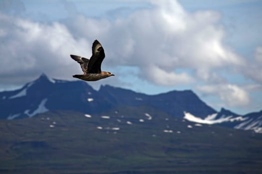 Great skua