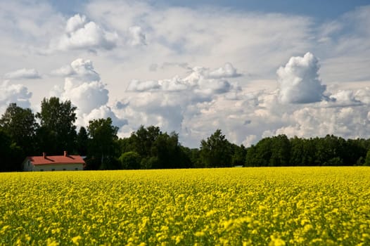 Field