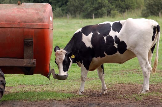 Cow at the drinking trough