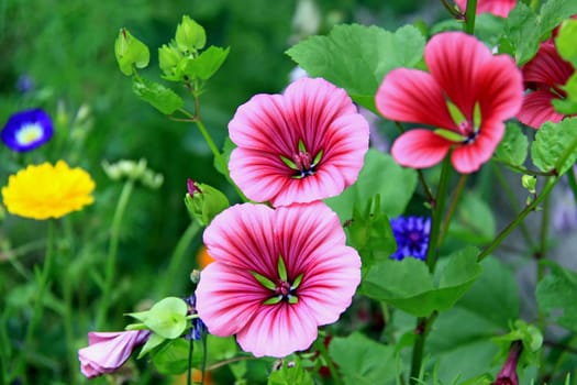 Mallow in the cottage garden