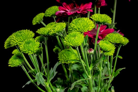 Green chrysanthemum flowers on a black background. Flower heads close-up