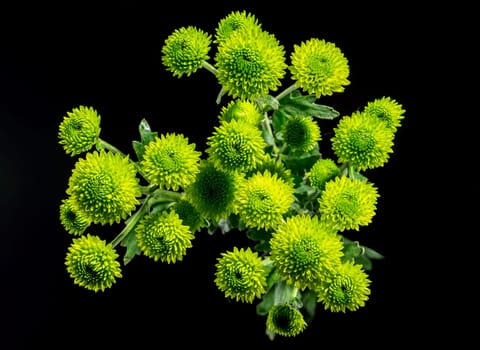 Green chrysanthemum flowers on a black background. Flower heads close-up