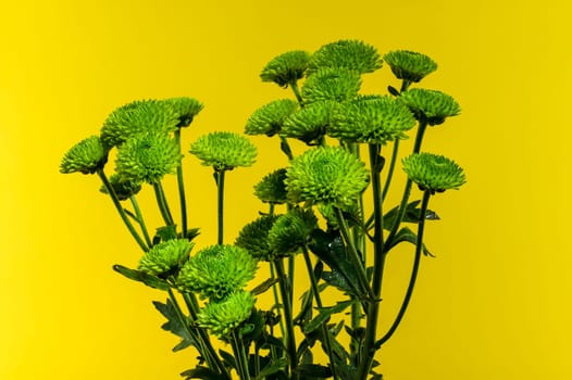 Green chrysanthemum flowers on a yellow background. Flower heads close-up