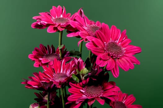 Red chrysanthemum flowers on a green background. Flower heads close-up