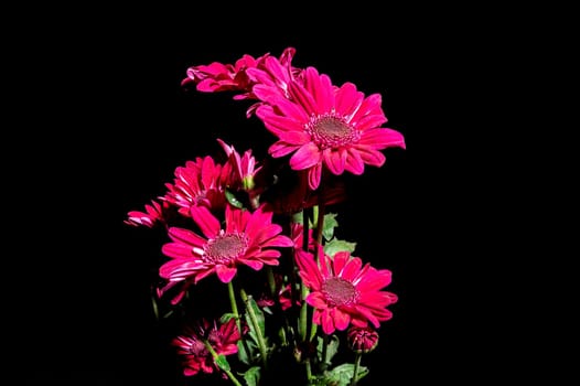 Red chrysanthemum flowers on a black background. Flower heads close-up