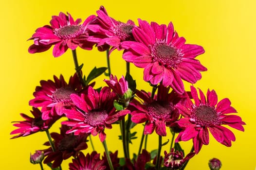 Red chrysanthemum flowers on a yellow background. Flower heads close-up