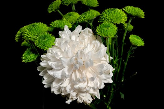 White and green chrysanthemum flowers on a black background. Flower heads close-up