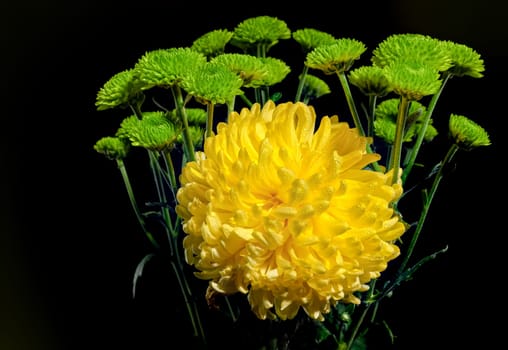 Yellow and green chrysanthemum flowers on a black background. Flower heads close-up