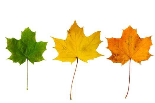 Maple Autumn Leaves