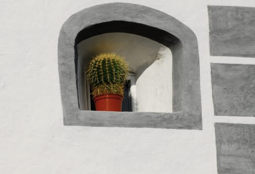 The Cactus