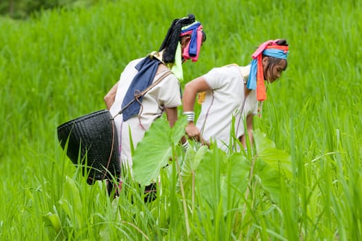 Long Neck Karen at Rice Field