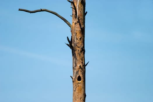 wood