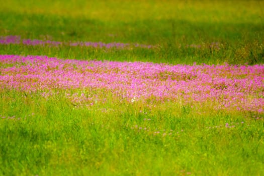 wild flowers