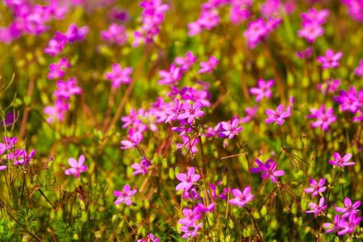 wild flowers