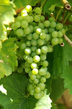 Grapes