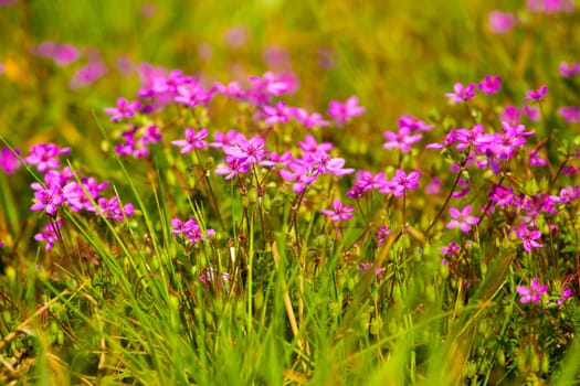 wild flowers