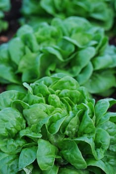 fresh lettuce