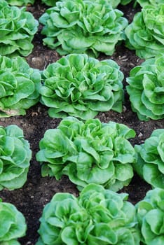 green lettuce