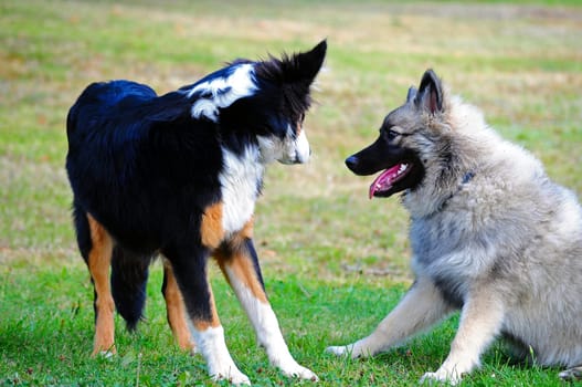 two dogs looking at each other