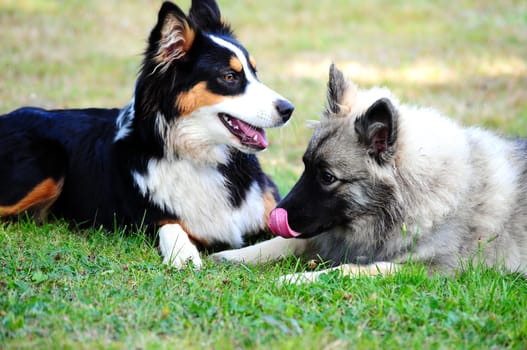 two dogs looking at friends