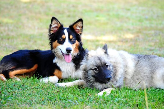 two dogs looking at each other