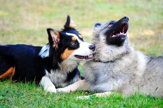 2 young dogs lying down playing