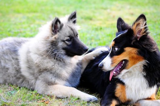 Friends Dogs Meadow