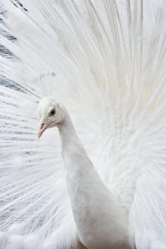 White peacock showing
