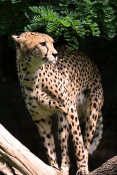 Cheetah