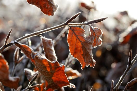 Autumn hoarfrost on leaf