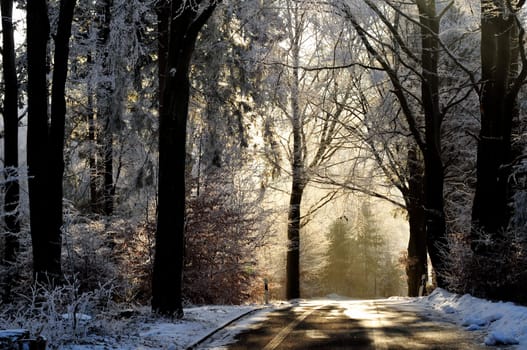 Road with trees,hoarfrost,winter