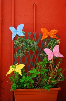 Colorful butterflies