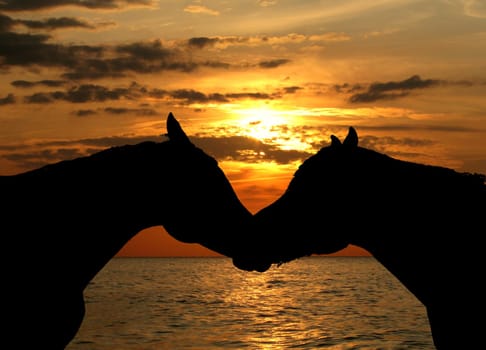 Horses,Sea,Sunset